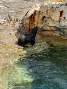 大分マリーンパレス水族館 「うみたまご」に投稿された画像（2021/7/25）
