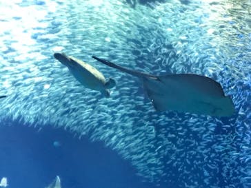 アクアワールド茨城県大洗水族館に投稿された画像（2021/7/25）