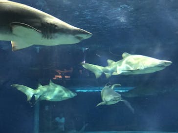 アクアワールド茨城県大洗水族館に投稿された画像（2021/7/25）