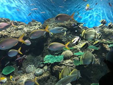 アクアワールド茨城県大洗水族館に投稿された画像（2021/7/25）