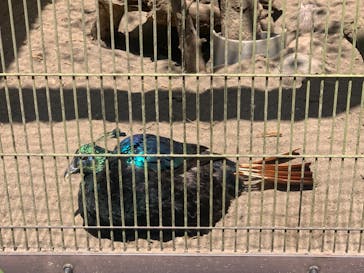 よこはま動物園ズーラシアに投稿された画像（2021/7/25）