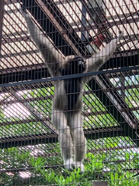 よこはま動物園ズーラシアに投稿された画像（2021/7/25）