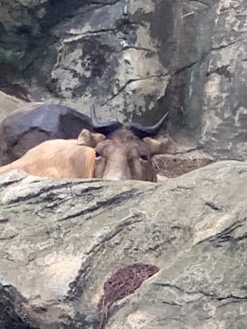 よこはま動物園ズーラシアに投稿された画像（2021/7/25）