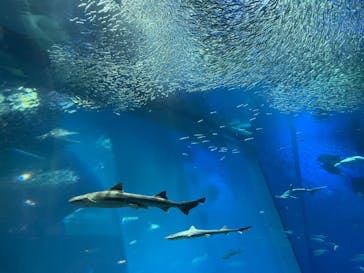 アクアワールド茨城県大洗水族館に投稿された画像（2021/7/25）