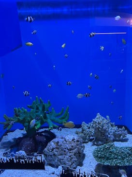 アクアワールド茨城県大洗水族館に投稿された画像（2021/7/25）