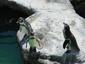 アクアワールド茨城県大洗水族館に投稿された画像（2021/7/25）