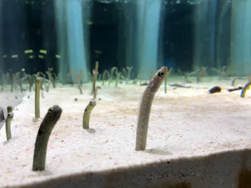 すみだ水族館に投稿された画像（2021/7/25）