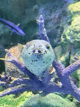 サンシャイン水族館に投稿された画像（2021/7/25）