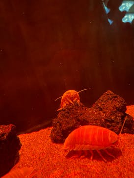 サンシャイン水族館に投稿された画像（2021/7/25）