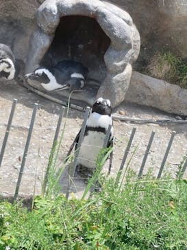 サンシャイン水族館に投稿された画像（2021/7/25）