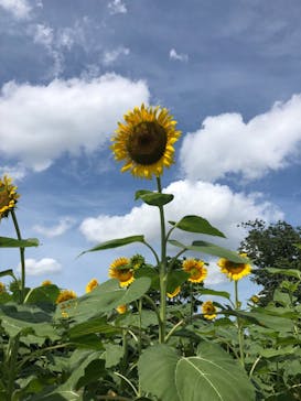 淡路ファームパーク イングランドの丘に投稿された画像（2021/7/25）