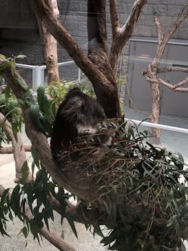 淡路ファームパーク イングランドの丘に投稿された画像（2021/7/25）