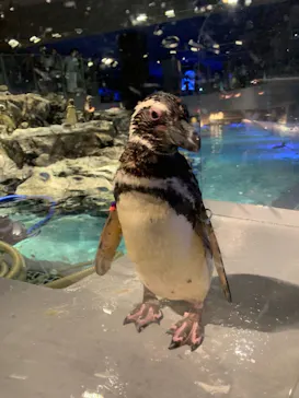 すみだ水族館に投稿された画像（2021/7/25）