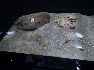 しながわ水族館に投稿された画像（2021/7/25）