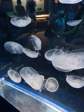 しながわ水族館に投稿された画像（2021/7/25）