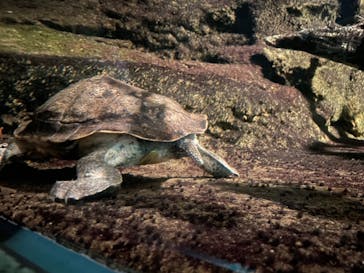 サンシャイン水族館に投稿された画像（2021/7/25）