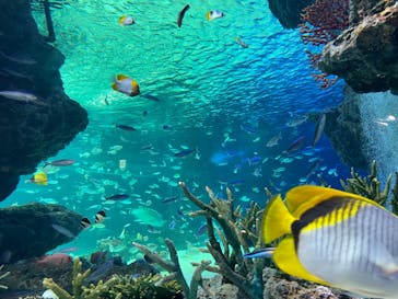 サンシャイン水族館に投稿された画像（2021/7/25）