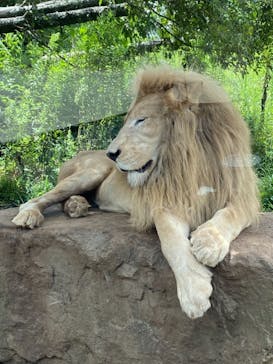 秋吉台自然動物公園 サファリランドに投稿された画像（2021/7/25）