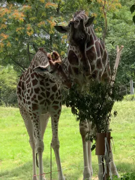 天王寺動物園に投稿された画像（2021/7/25）