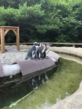 那須どうぶつ王国に投稿された画像（2021/7/25）