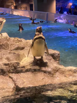すみだ水族館に投稿された画像（2021/7/25）