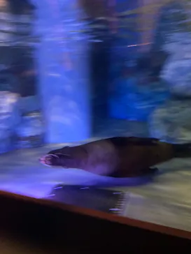 すみだ水族館に投稿された画像（2021/7/25）
