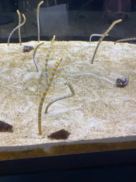 すみだ水族館に投稿された画像（2021/7/25）