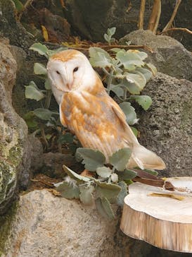 伊豆シャボテン動物公園に投稿された画像（2021/7/25）