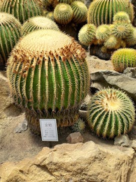 伊豆シャボテン動物公園に投稿された画像（2021/7/25）