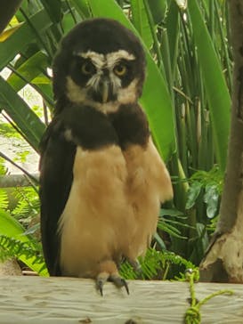 伊豆シャボテン動物公園に投稿された画像（2021/7/25）