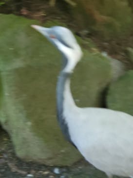 伊豆シャボテン動物公園に投稿された画像（2021/7/25）