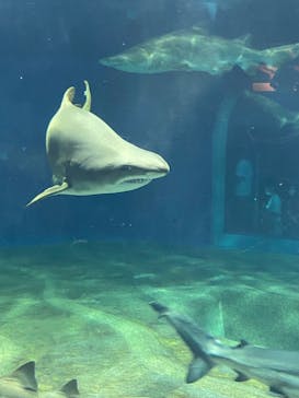 アクアワールド茨城県大洗水族館に投稿された画像（2021/7/25）
