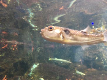 新江ノ島水族館に投稿された画像（2021/7/25）