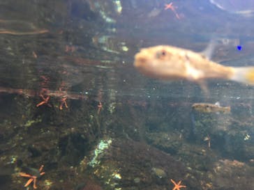 新江ノ島水族館に投稿された画像（2021/7/25）