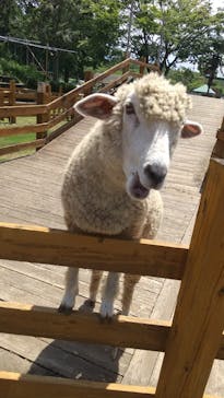 まかいの牧場に投稿された画像（2021/7/25）