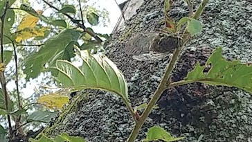 まかいの牧場に投稿された画像（2021/7/25）