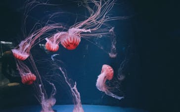 京都水族館に投稿された画像（2021/7/25）