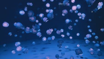 京都水族館に投稿された画像（2021/7/25）