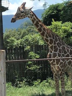 群馬サファリパークに投稿された画像（2021/7/25）