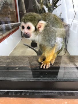 群馬サファリパークに投稿された画像（2021/7/25）