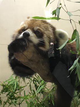 群馬サファリパークに投稿された画像（2021/7/25）