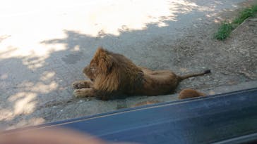 群馬サファリパークに投稿された画像（2021/7/25）