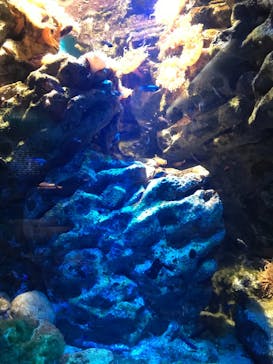 新江ノ島水族館に投稿された画像（2021/7/25）