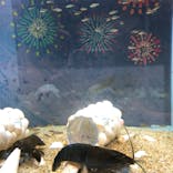 カワスイ 川崎⽔族館に投稿された画像（2021/7/25）