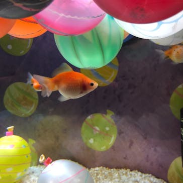 カワスイ 川崎⽔族館に投稿された画像（2021/7/25）