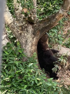 サホロリゾート　ベア･マウンテンに投稿された画像（2021/7/25）