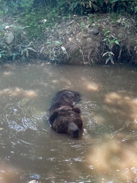 サホロリゾート　ベア･マウンテンに投稿された画像（2021/7/25）