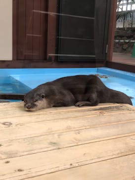 ゼロ距離水族館 伊勢シーパラダイスに投稿された画像（2021/7/25）