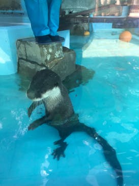 ゼロ距離水族館 伊勢シーパラダイスに投稿された画像（2021/7/25）