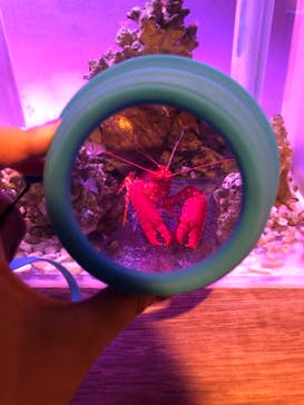 ゼロ距離水族館 伊勢シーパラダイスに投稿された画像（2021/7/25）